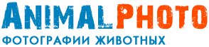 фото про животных